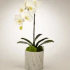 T&C Floral Company Orchid In White Marble Container