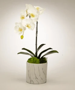 T&C Floral Company Orchid In White Marble Container