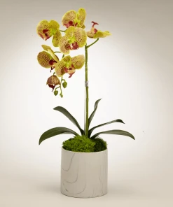 T&C Floral Company Orchid In White Marble Container