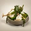 T&C Floral Company Succulents And Drift Wood In Large Concrete Bowl DECOR