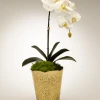 T&C Floral Company Orchid In Gold Vintage Mercury Glass DECOR