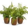 T&C Floral Company Fern Plant Pack (Set Of 3)