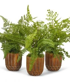 T&C Floral Company Fern Plant Pack (Set Of 3)