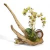 T&C Floral Company Orchids On Driftwood