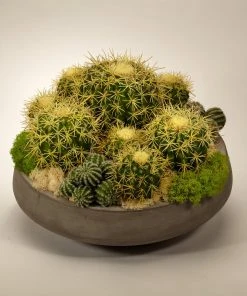 T&C Floral Company T&C Floral Barrel Cactus In Large Concrete Bowl