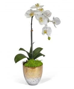 T&C Floral Company Single Orchid In Champagne Vase