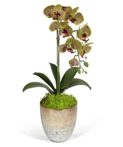 T&C Floral Company Single Orchid In Champagne Vase