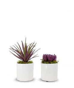 T&C Floral Company Succulents Set Of 2 C DECOR