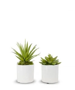 DECOR T&C Floral Company Baby Succulents Set Of 2 2