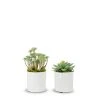 T&C Floral Company Baby Succulents Set Of 2 3