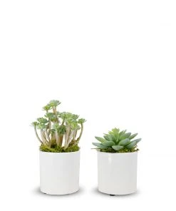 T&C Floral Company Baby Succulents Set Of 2 3