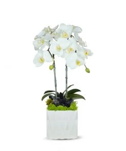 DECOR T&C Floral Company White Ceramic Double White Orchid/Black Quartz