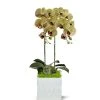 T&C Floral Company White Ceramic Double White Orchid/Green Calcite