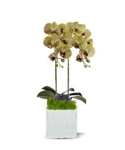 DECOR T&C Floral Company White Ceramic Double Green Orchid/Amathyst