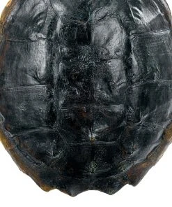 DECOR Regina Andrew Turtle Shell Accessory (Natural) 7 DECOR Regina Andrew Turtle Shell Accessory (Natural)