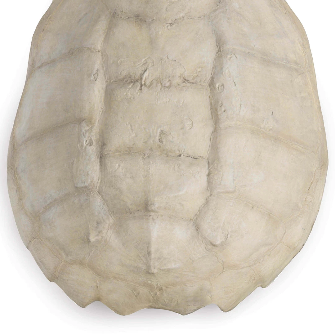 Regina Andrew Turtle Shell Accessory (Bleached) 5 Regina Andrew Turtle Shell Accessory (Bleached)