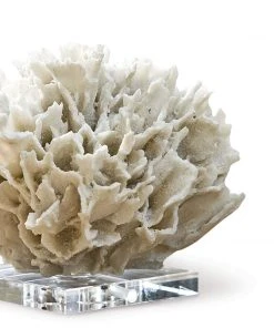 Regina Andrew Ribbon Coral (White)