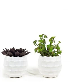 DECOR T&C Floral Company Succulents Set Of 2 A